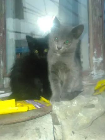Отдам в хорошие руки Макеевка