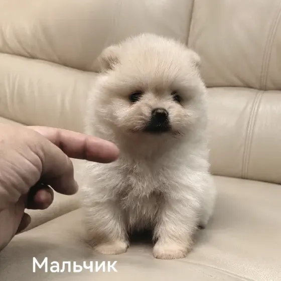 Щенки померанского шпица Донецк