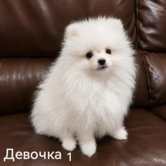 Очаровательные девочки померанского шпица Донецк