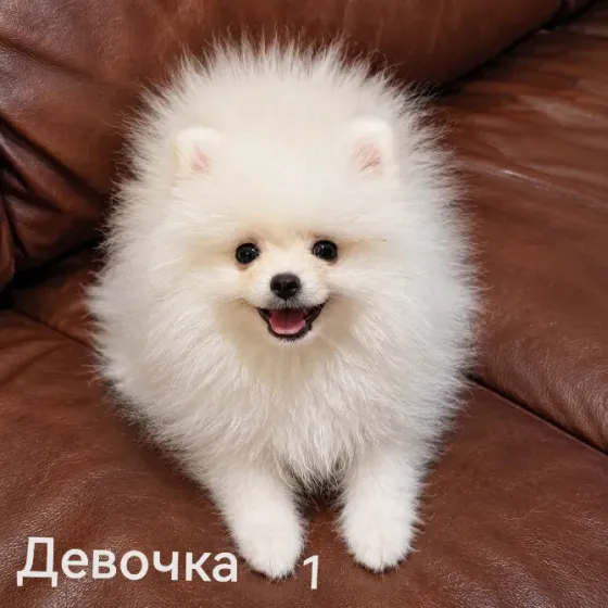 Очаровательные девочки померанского шпица Донецк