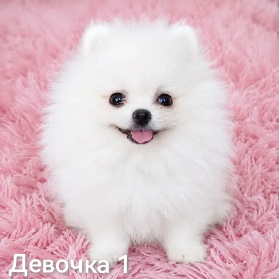 Щенки померанского шпица Донецк