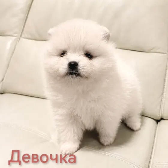 Щенки померанского шпица Донецк
