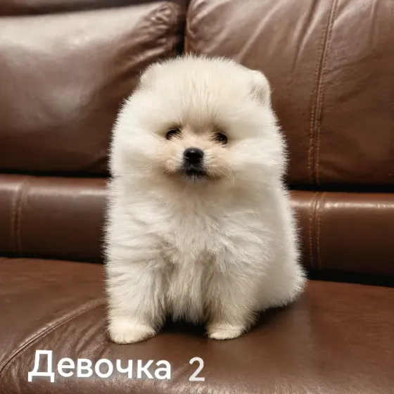 Очаровательные девочки померанского шпица Донецк