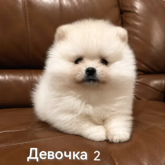 Очаровательные девочки померанского шпица Донецк