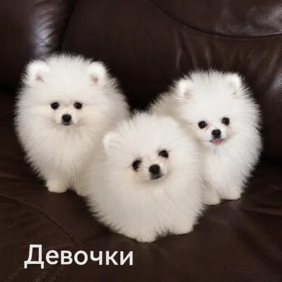 Щенки померанского шпица Донецк