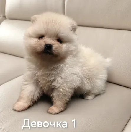 Щенки померанского шпица Донецк
