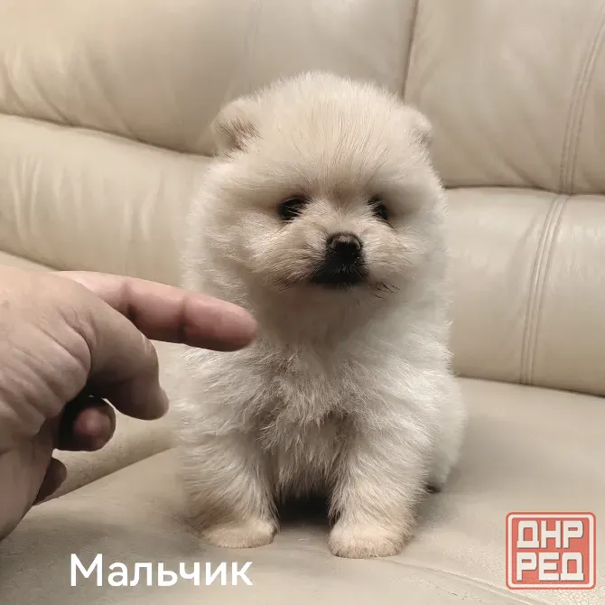 Щенки померанского шпица Донецк - изображение 2