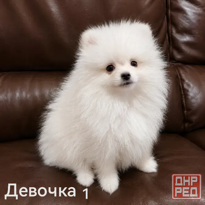 Очаровательные девочки померанского шпица Донецк - изображение 5