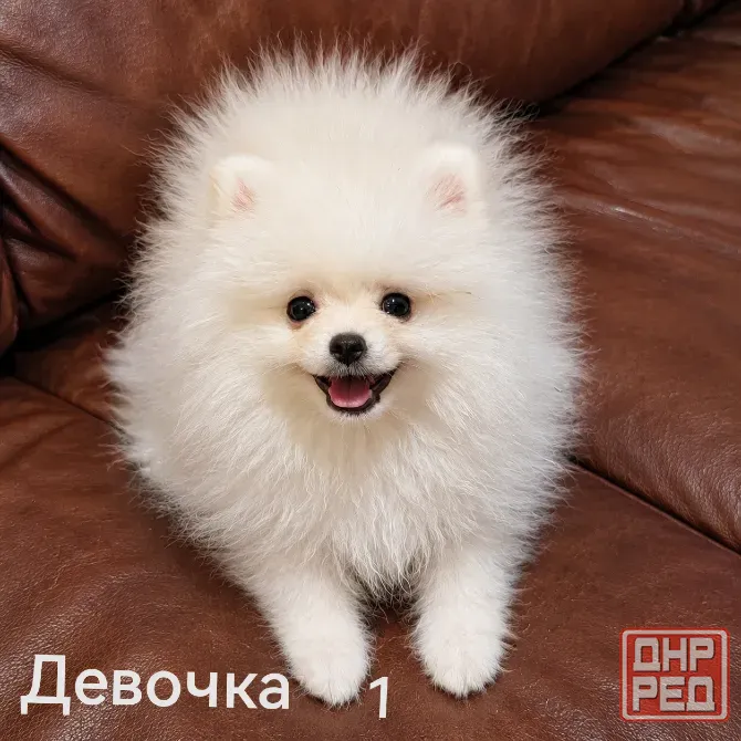 Очаровательные девочки померанского шпица Донецк - изображение 4