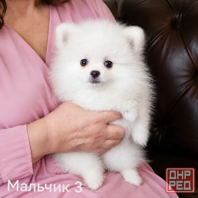 Щенки померанского шпица Донецк - изображение 8