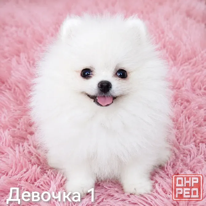 Щенки померанского шпица Донецк - изображение 6
