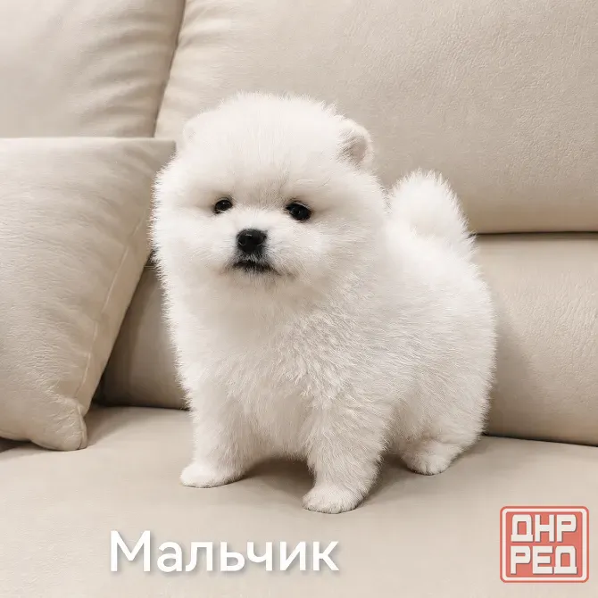 Щенки померанского шпица Донецк - изображение 1