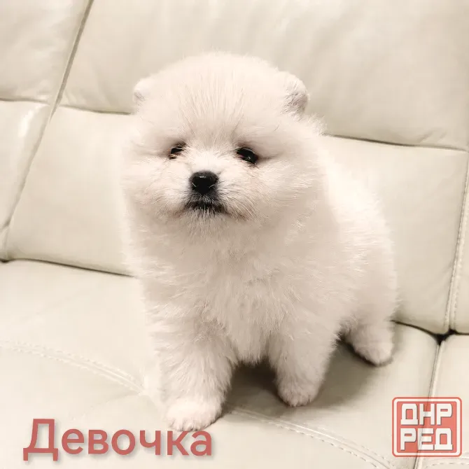 Щенки померанского шпица Донецк - изображение 3