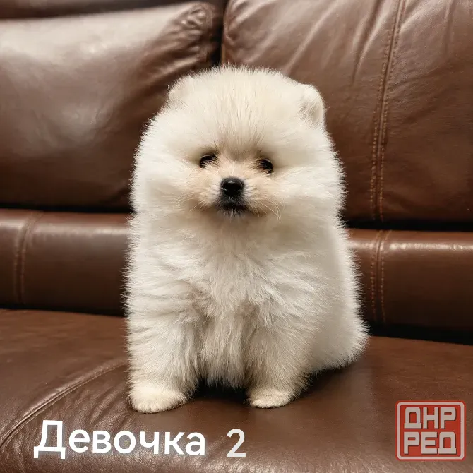 Очаровательные девочки померанского шпица Донецк - изображение 3