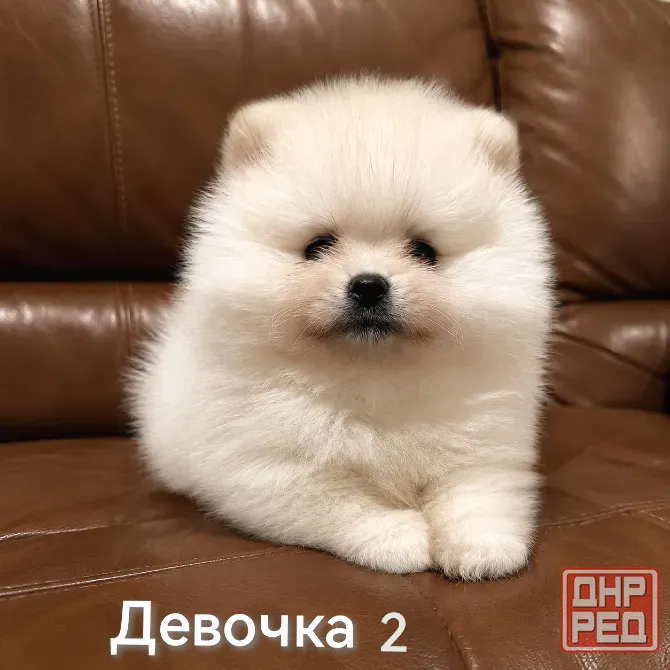 Очаровательные девочки померанского шпица Донецк - изображение 2
