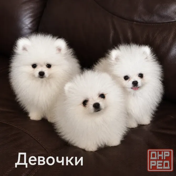 Щенки померанского шпица Донецк - изображение 5