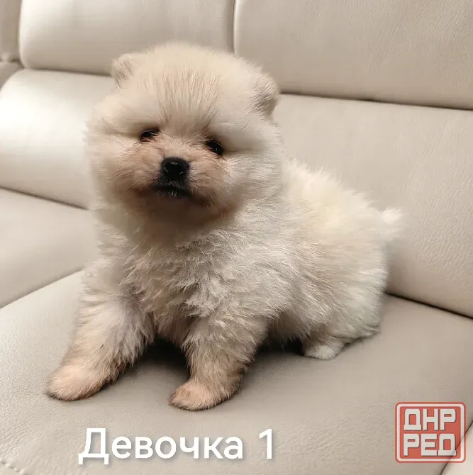 Щенки померанского шпица Донецк - изображение 4