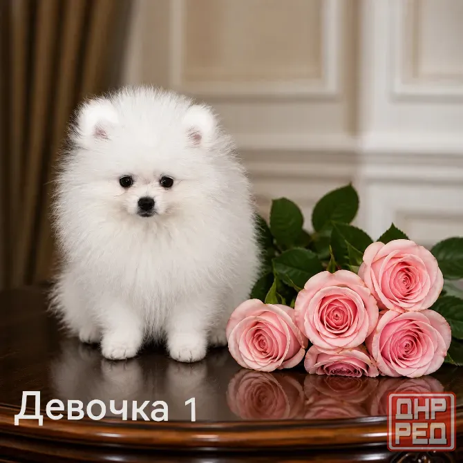 Очаровательные девочки померанского шпица Донецк - изображение 1