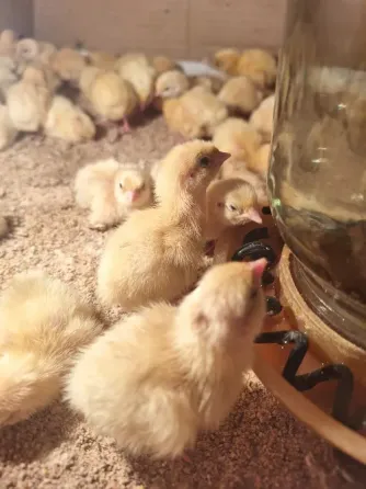 Продам перепелят Харцызск