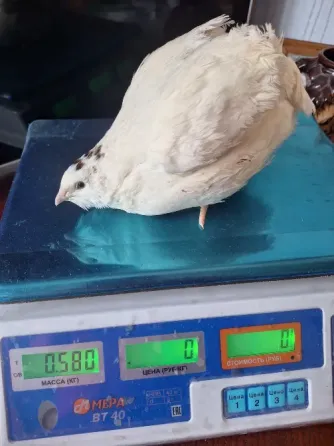 Продам перепелят Харцызск