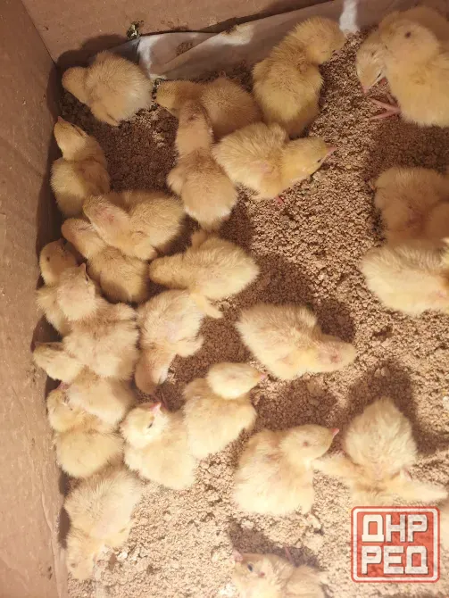 Продам перепелят Харцызск - изображение 2