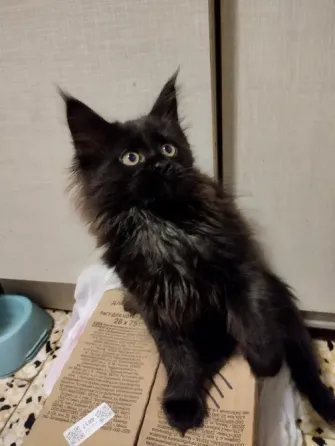 Котята Мейн Куны Донецк