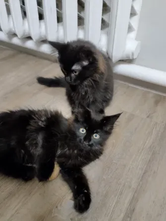 Котята Мейн Куны Донецк