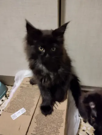 Котята Мейн Куны Донецк