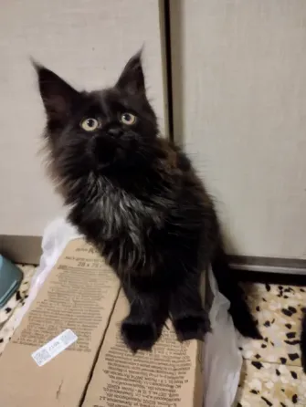 Котята Мейн Куны Донецк