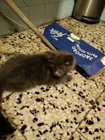 Котята Мейн Куны Донецк