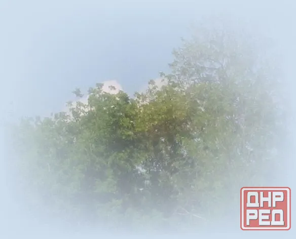 Но я, нашёл это дерево, летает Донецк - изображение 1