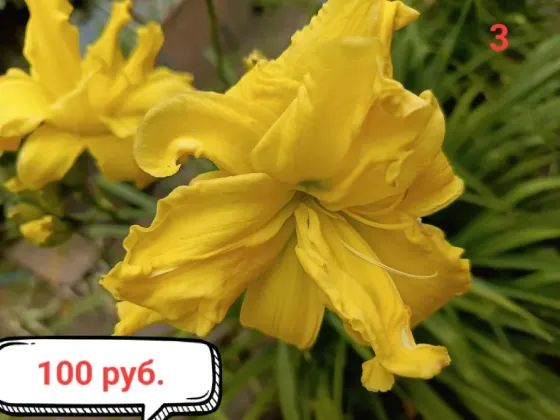 Лилейники. Донецк
