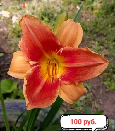 Лилейники. Донецк