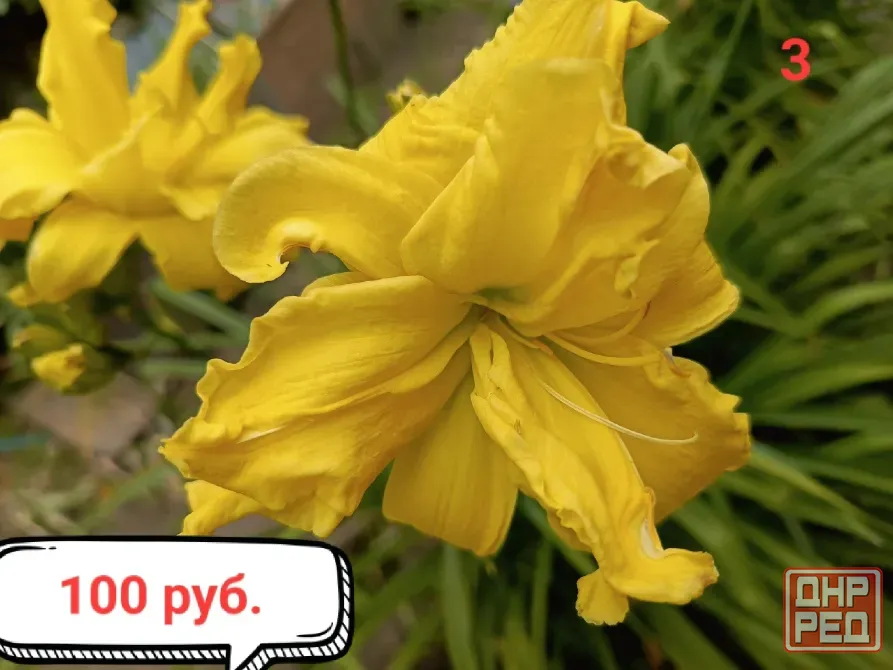 Лилейники. Донецк - изображение 5