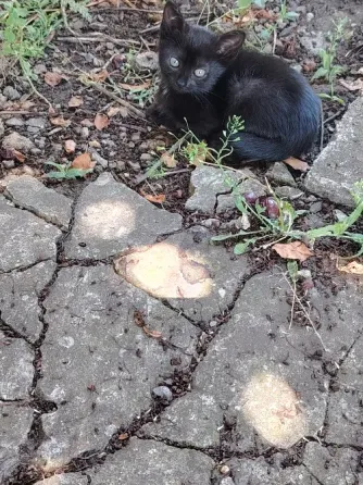 Отдам котят в добрые руки Макеевка