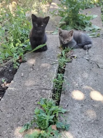 Отдам котят в добрые руки Макеевка