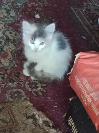 Отдам котят в добрые руки Макеевка