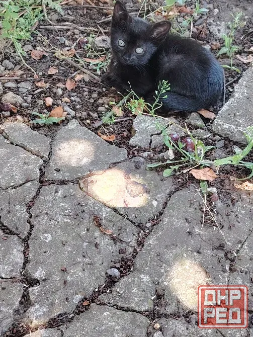 Отдам котят в добрые руки Макеевка - изображение 3