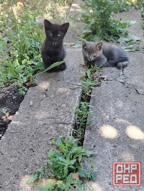 Отдам котят в добрые руки Макеевка - изображение 2