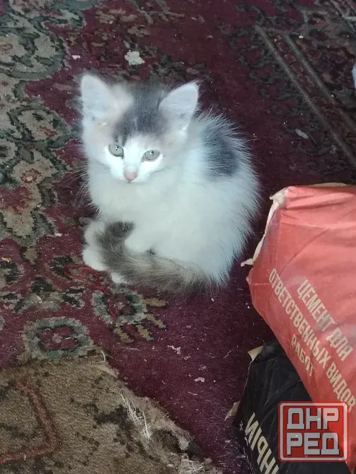 Отдам котят в добрые руки Макеевка - изображение 1