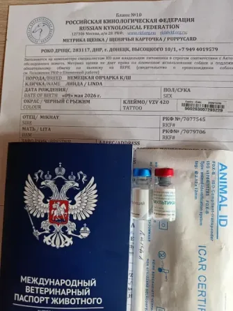 Продаю двухмесячных щенков немецкой овчарки с документами. Донецк