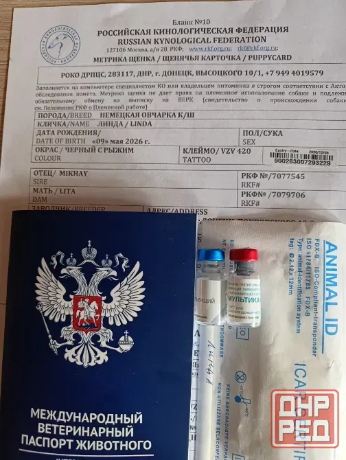 Продаю щенков немецкой овчарки с документами Донецк - изображение 5
