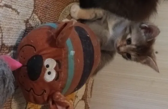 Котенок в добрые руки Донецк