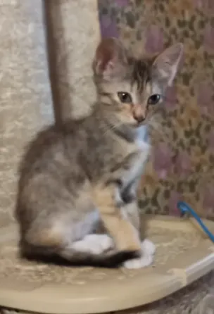 Котенок в добрые руки Донецк