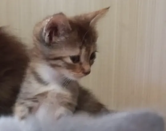 Котенок в добрые руки Донецк