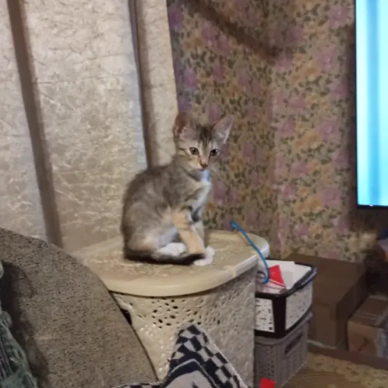 Котенок в добрые руки Донецк