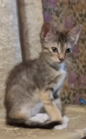 Котенок в добрые руки Донецк