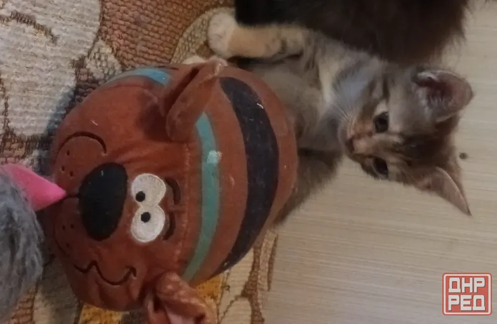 Котенок в добрые руки Донецк - изображение 1