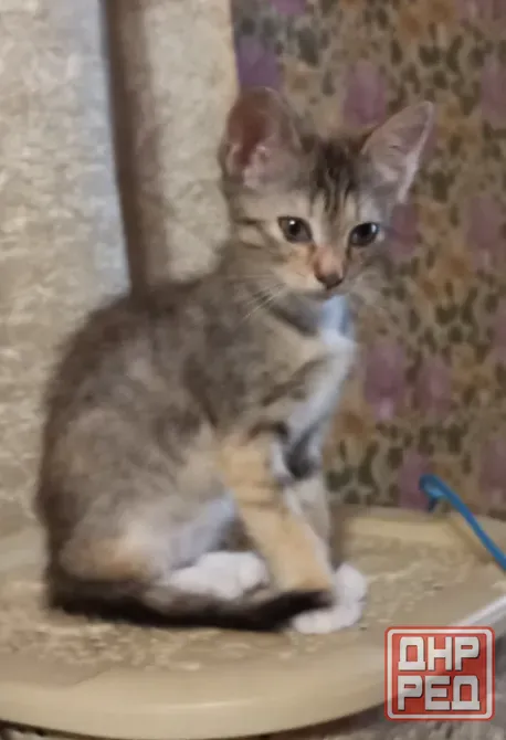 Котенок в добрые руки Донецк - изображение 2