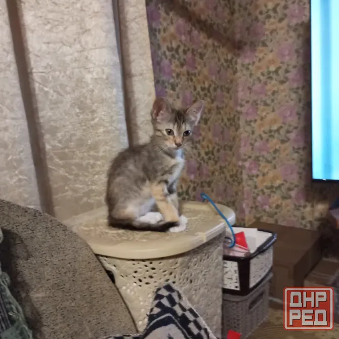 Котенок в добрые руки Донецк - изображение 5